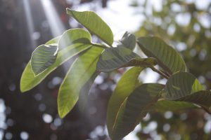 What-is-the-best-vitamin-d-supplement