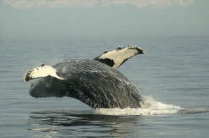 krill-oil-vs-fish-oil-which-is-better