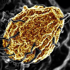 what-is-candida-infection