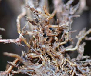 what-is-candida-infection