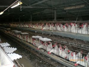 cdc-antibiotic-resistance