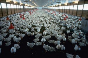 cdc-antibiotic-resistance
