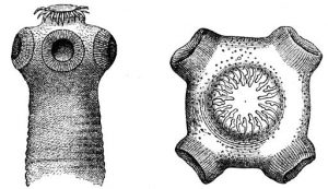 salmon-with-tapeworm
