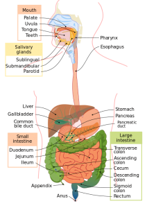 irritable-bowel-syndrome