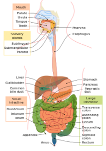 irritable-bowel-syndrome