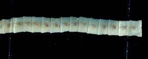 salmon-with-tapeworm